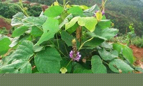 葛根期货(葛根价格2020最新价格)_https://www.czdghg.com_广期所_第1张