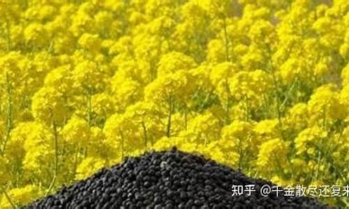 菜粕期货1801(菜粕期货论坛)_https://www.czdghg.com_上期所_第1张
