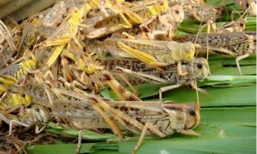 蝗虫期货(蝗虫销路)_https://www.czdghg.com_广期所_第1张