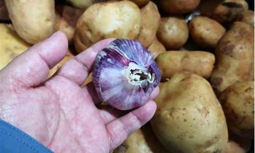 买大蒜期货(大蒜期货怎么买)_https://www.czdghg.com_广期所_第1张